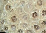 Fossil Coral (Actinocyathus) Head - Morocco #44867-1